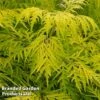 Sambucus Racemosa 'Lemony Lace' -Perfect Greenery SAMB LEMONYLAC W44992
