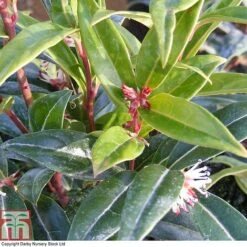 Sarcococca Hookeriana 'Winter Gem' -Perfect Greenery SARC T80332 A
