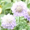 Scabiosa Japonica 'Ritz Blue' -Perfect Greenery SCAB KC9141 A
