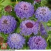 Scabious 'Blue Jeans' -Perfect Greenery SCAB T10249 A