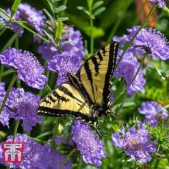 Scabious 'Blue Jeans' -Perfect Greenery SCAB T10249 C
