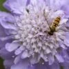 Scabious 'Butterfly Blue' -Perfect Greenery SCAB T57703 A h