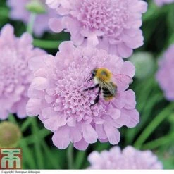 Scabious 'Kudos Collection' -Perfect Greenery SCAB T73681 B h