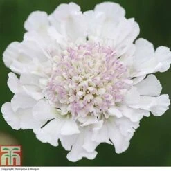 Scabious 'Kudos Collection' -Perfect Greenery SCAB T73681 C h