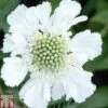 Scabious Caucasica Var. Alba -Perfect Greenery SCAB T82188 A