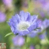 Scabious Caucasica -Perfect Greenery SCAB T82190 A