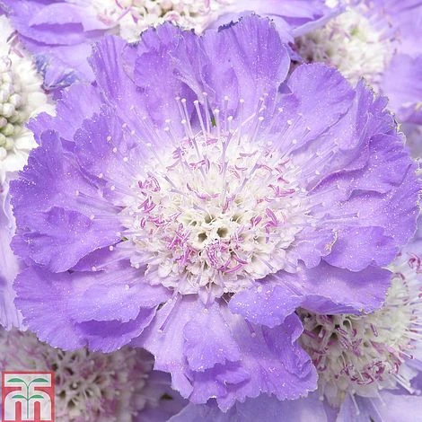 Scabious Caucasica 'Goldingensis' 3 Scabious Caucasica 'Goldingensis'