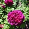 Rose 'Scented Double Purple' -Perfect Greenery SCEN 02773 A1