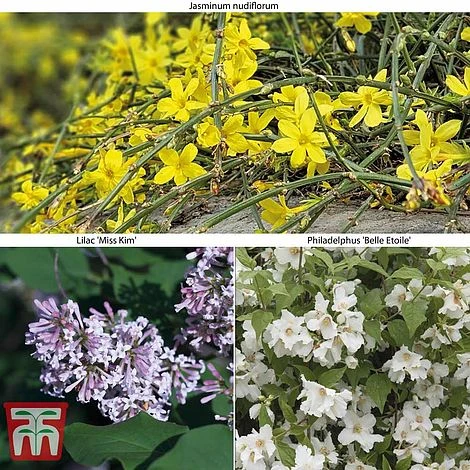 Hardy Shrub Trio 9 Hardy Shrub Trio - Image 7