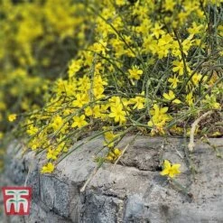 Hardy Shrub Trio 10 Hardy Shrub Trio -Perfect Greenery SCEN WKB6451 C