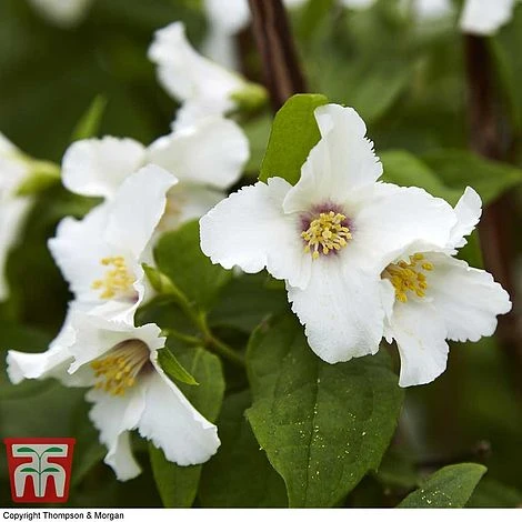 Hardy Shrub Trio 5 Hardy Shrub Trio - Image 3