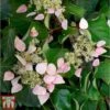 Schizophragma Hydrangeoides 'Rose Sensation' -Perfect Greenery SCHI TKA3514 A