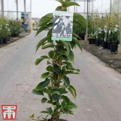 Schizophragma Integrifolium 'Windmills' -Perfect Greenery SCHI TKA3516 A