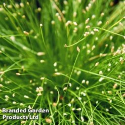 Colourful Ornamental Grass Collection -Perfect Greenery SCIR CERNUUS W48107