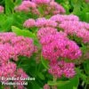 Sedum Spectabile 'Brilliant' -Perfect Greenery SEDU KA6293 A