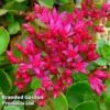 Sedum Spurium 'Dragon's Blood' -Perfect Greenery SEDU KA6299 A