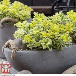 Sedum Takesimense 'Atlantis' -Perfect Greenery SEDU KB1354 A
