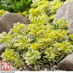 Sedum Takesimense 'Atlantis' -Perfect Greenery SEDU KB1354 B
