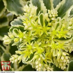 Sedum Takesimense 'Atlantis' -Perfect Greenery SEDU KB1354 D