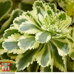 Sedum Takesimense 'Atlantis' -Perfect Greenery SEDU KB1354 E