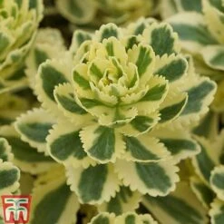 Sedum Takesimense 'Atlantis' -Perfect Greenery SEDU KB1354 F1