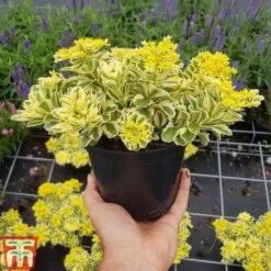 Sedum Takesimense 'Atlantis' -Perfect Greenery SEDU KB1354 H1