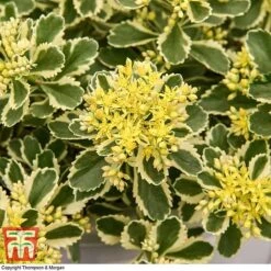 Sedum Takesimense 'Atlantis' -Perfect Greenery SEDU KB1354 H3