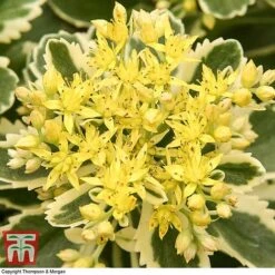 Sedum Takesimense 'Atlantis' -Perfect Greenery SEDU KB1354 J