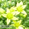 Sedum Acre 2 Sedum Acre -Perfect Greenery SEDU KC9142 A