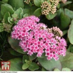 Sedum 'Matrona' -Perfect Greenery SEDU T58091 B
