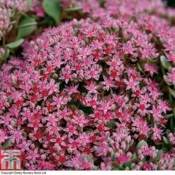 Sedum Ewersii Var. Homophyllum 'Rosenteppich' -Perfect Greenery SEDU T80335 C
