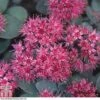 Sedum Ewersii Var. Homophyllum 'Rosenteppich' -Perfect Greenery SEDU T80335 D
