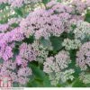 Sedum 'Thundercloud' -Perfect Greenery SEDU T80336 A