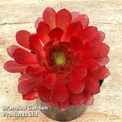 Semponium 'Sienna' -Perfect Greenery SEMP SIENNA H43961