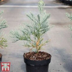 Sequoiadendron Giganteum 'Glaucum' -Perfect Greenery SEQU TKA3520 A