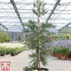 Sequoiadendron Giganteum 'Glaucum' -Perfect Greenery SEQU TKA3520 B