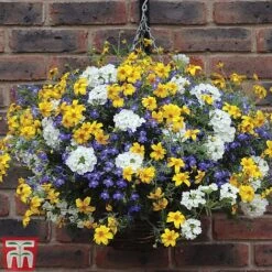 Sherbet Lemon 8 Sherbet Lemon -Perfect Greenery SHER T47646 B