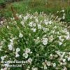 Silene Uniflora 'Robin White Breast' -Perfect Greenery SILE ROBINWHIT L52480