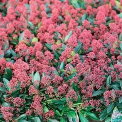 Skimmia Japonica 'Rubella' -Perfect Greenery SKIM T57538 A h