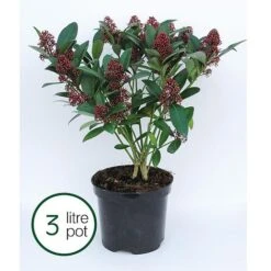 Skimmia Japonica 'Rubella' -Perfect Greenery SKIM T57538 B h