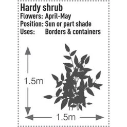 Skimmia Japonica 'Rubella' -Perfect Greenery SKIM T57538 C h