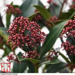Skimmia Japonica 'Rubella' -Perfect Greenery SKIM T57538 E