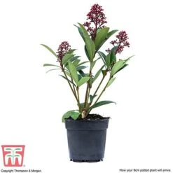 Skimmia Japonica 'Rubella' -Perfect Greenery SKIM T57538 F