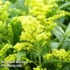 Solidago Canadensis 'Cloth Of Gold' 2 Solidago Canadensis 'Cloth Of Gold' -Perfect Greenery SOLI CLOTHOFGO 64646