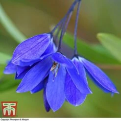 Sollya Heterophylla 'Ultra Blue' -Perfect Greenery SOLL KB2764 A