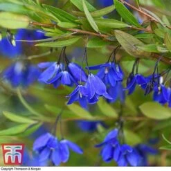 Sollya Heterophylla 'Ultra Blue' -Perfect Greenery SOLL KB2764 C