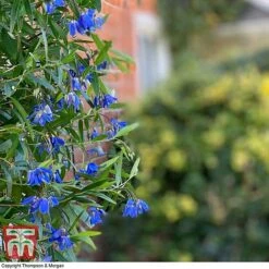Sollya Heterophylla 'Ultra Blue' -Perfect Greenery SOLL KB2764 D