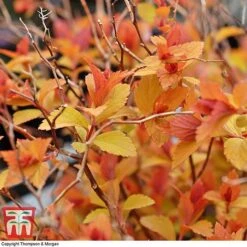 Spiraea Japonica 'Magic Carpet' -Perfect Greenery SPIR T58494 C