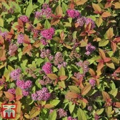 Spiraea Japonica 'Magic Carpet' -Perfect Greenery SPIR T58494 D