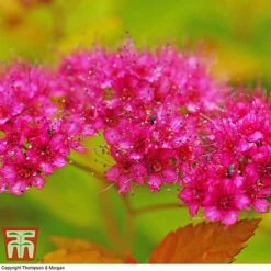 Spiraea Japonica 'Magic Carpet' -Perfect Greenery SPIR T58494 E